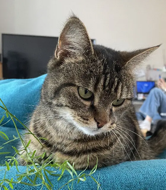 chatte lost   91400 Orsay Nala