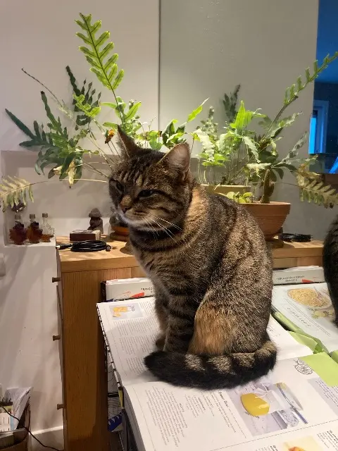 chatte lost   91400 Orsay Nala