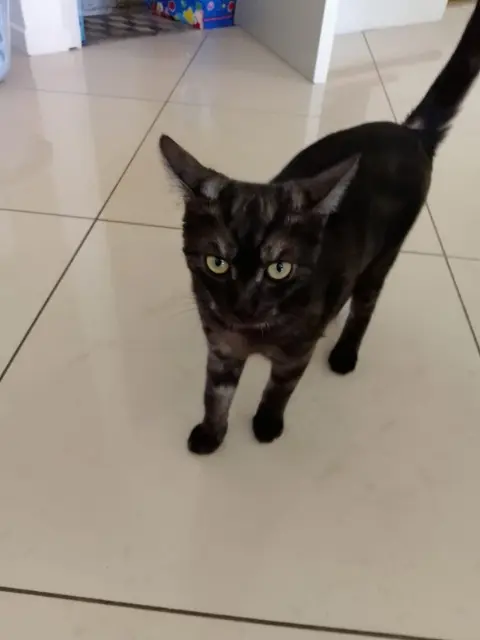 chatte lost   91600 Savigny-sur-Orge Nala