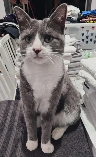 chatte lost   91390 Morsang-sur-Orge Nala