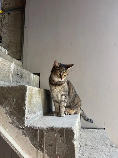 chatte lost   91360 Villemoisson-sur-Orge Newt