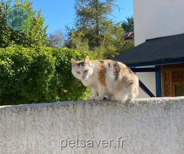 kat vermist 91210 Draveil Nini kat lost 91210 Draveil Nini