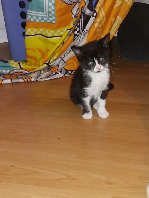 chatte lost   91270 Vigneux-sur-Seine Ninoa