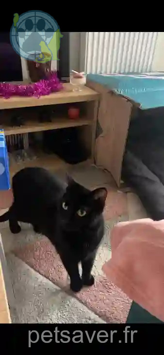 Chatte Perdue 91 Essonne - Nishka Chatte Perdue 91 Essonne - Nishka