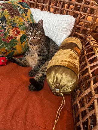 Chatte Perdue 91 Essonne - Noisette Chatte Perdue 91 Essonne - Noisette