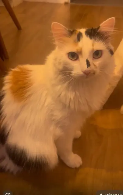 chatte lost   91120 Palaiseau Noisette