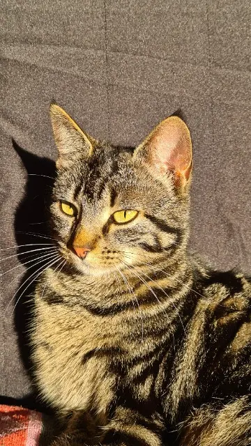 chatte lost   91590 Cerny Nounouche