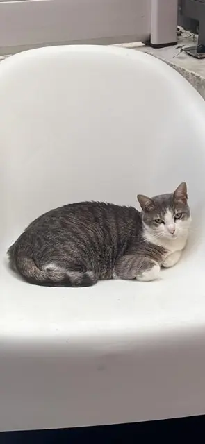 chatte lost   91100 Corbeil-Essonnes Nour