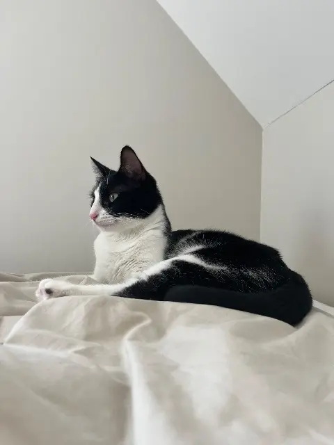 chatte lost   91410 Dourdan Olympe