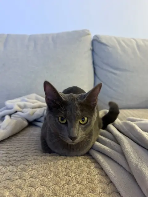 chatte lost   91310 Linas Oreo