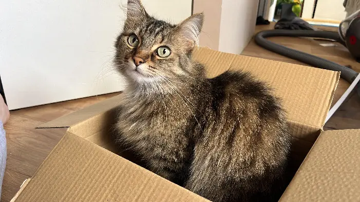 Chatte Perdue 91 Essonne - Orphee Chatte Perdue 91 Essonne - Orphee