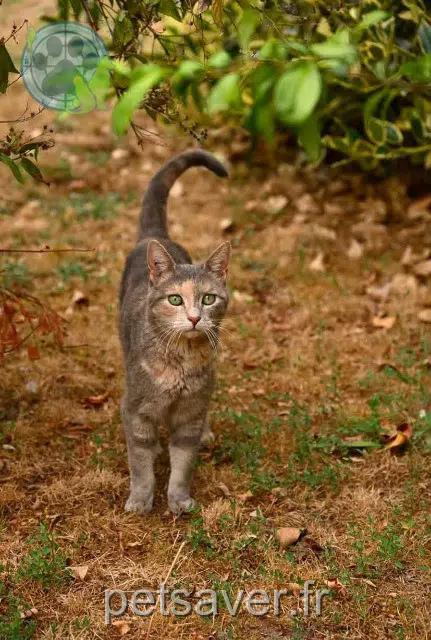 kat vermist 91690 Boissy-la-Rivière Papuche kat lost 91690 Boissy-la-Rivière Papuche