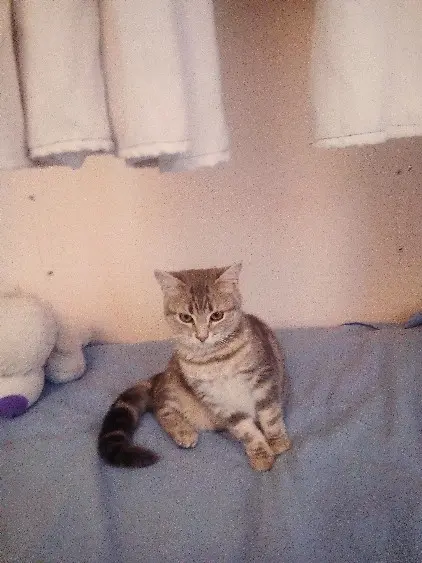 Chatte Perdue 91 Essonne - Perle Chatte Perdue 91 Essonne - Perle