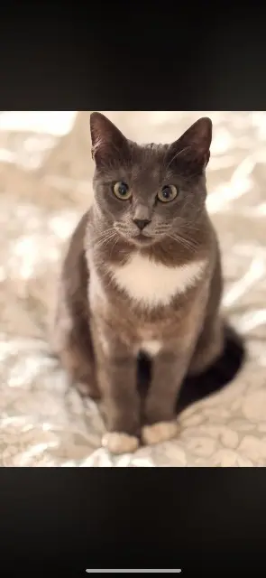 chatte lost   91600 Savigny-sur-Orge Perle