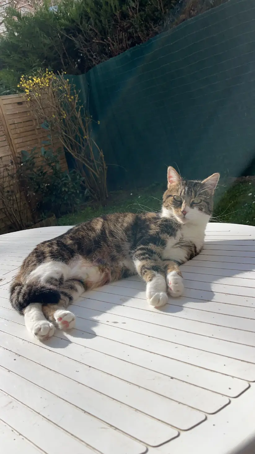 Chatte Perdue 91 Essonne - Pistache Chatte Perdue 91 Essonne - Pistache