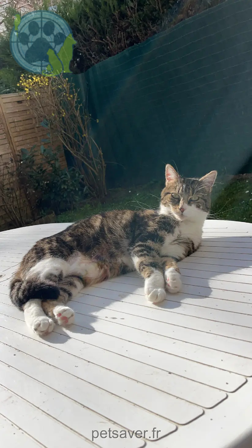 Chatte Perdue 91 Essonne - Pistache Chatte Perdue 91 Essonne - Pistache