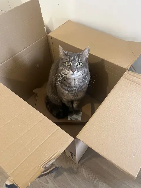 chatte lost   91510 Lardy Pomponette
