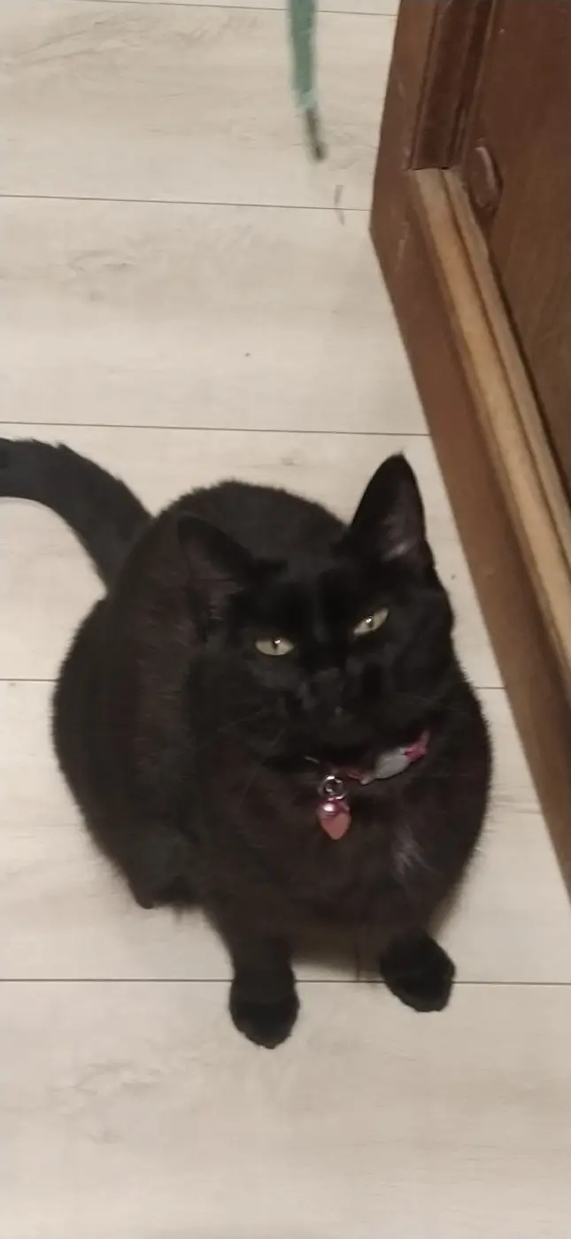 Chatte Perdue 91 Essonne - Ponyo Chatte Perdue 91 Essonne - Ponyo