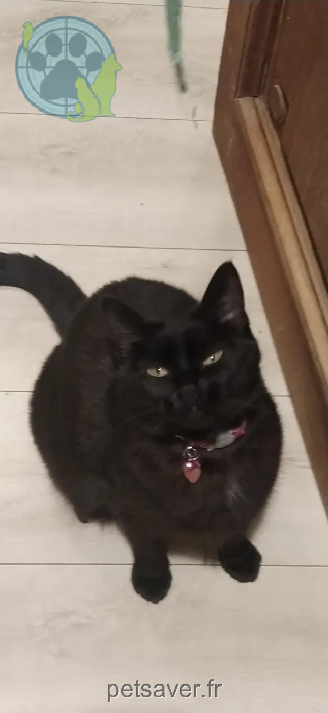 Chatte Perdue 91 Essonne - Ponyo Chatte Perdue 91 Essonne - Ponyo