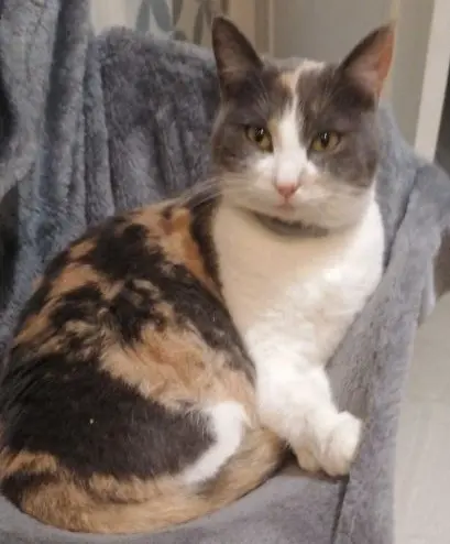 chatte lost   91470 Les Molières Poppy