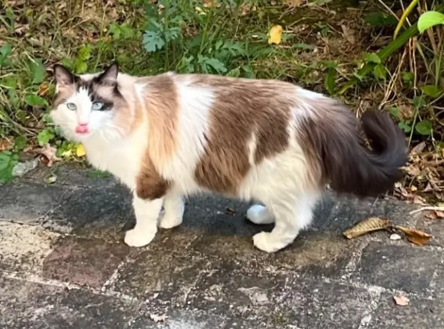 chatte lost   91360 Villemoisson-sur-Orge Poppy