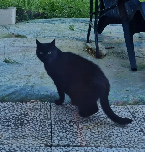 chatte lost   91680 Bruyères-le-Châtel Poupette