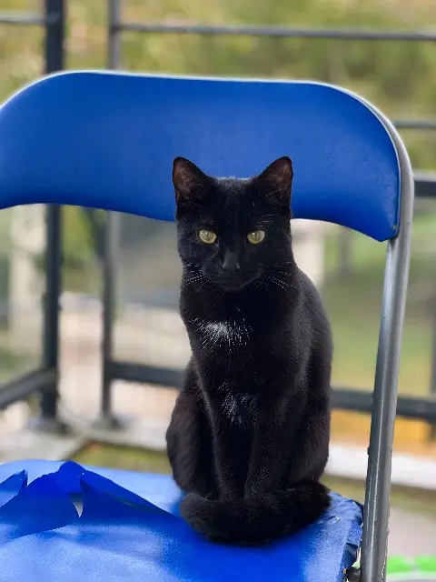 chatte lost   91310 Longpont-sur-Orge Poupouille