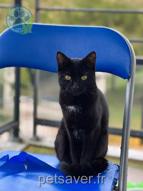gata perdida 91310 Longpont-sur-Orge Poupouille gata lost 91310 Longpont-sur-Orge Poupouille