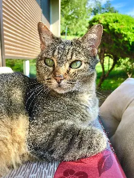 Chatte Perdue 91 Essonne - Prunelle Chatte Perdue 91 Essonne - Prunelle