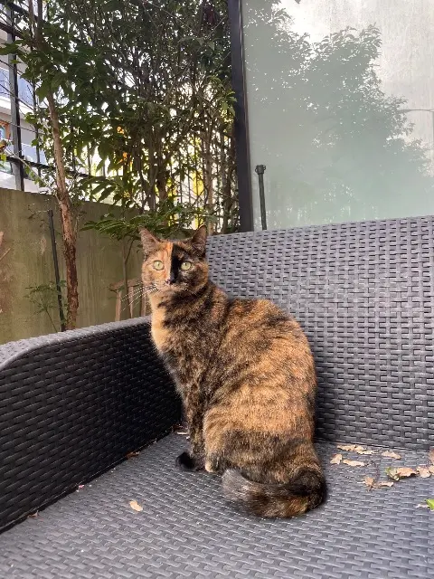 chatte lost   91120 Palaiseau Quinn