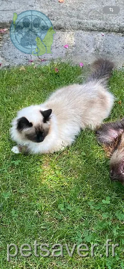 Chatte Perdue 91 Essonne Chatte Perdue 91 Essonne