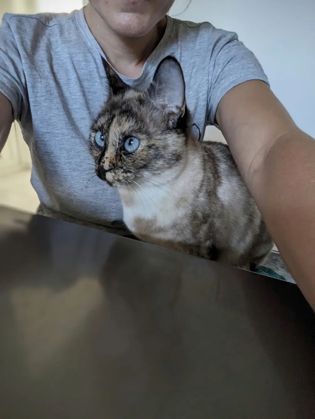 Chatte Perdue 91 Essonne Chatte Perdue 91 Essonne