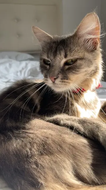 chatte lost   91100 Corbeil-Essonnes Ragouna
