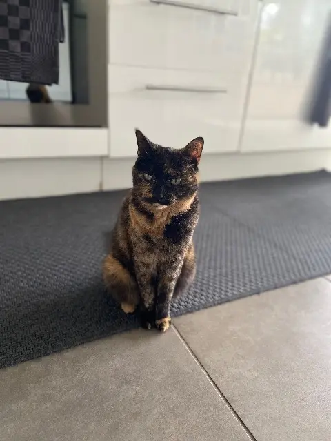 chatte lost   91510 Lardy Raven