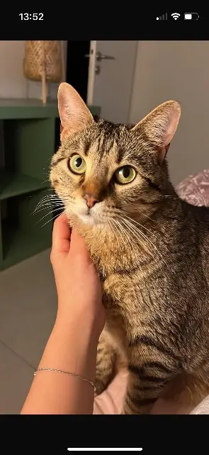 chatte lost   91250 Saint-Germain-lès-Corbeil Rexxa