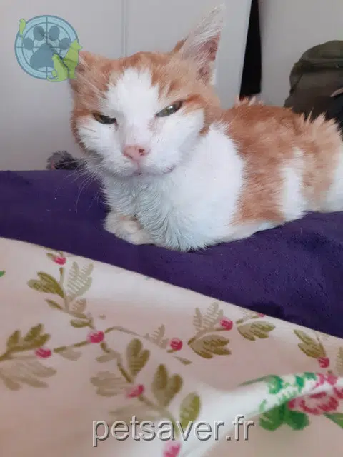 chatte lost   91230 Montgeron Roussette