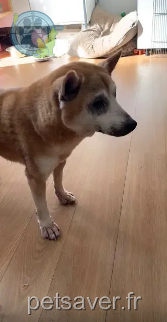 Katze vermisst Évry-Courcouronnes Roxy Katze lost Évry-Courcouronnes Roxy