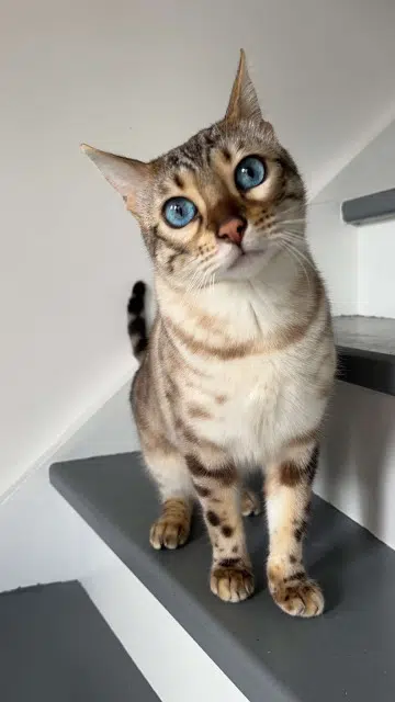 chatte lost   91540 Mennecy Shadow