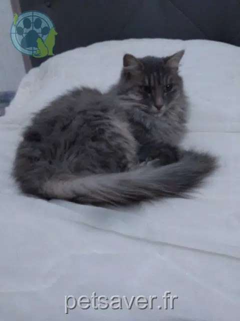 chatte perdue 91800 Brunoy Shaïna chatte lost 91800 Brunoy Shaïna