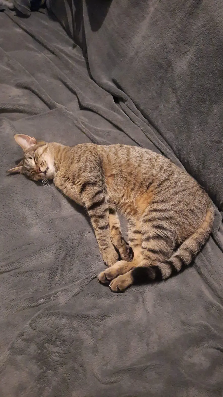 Chatte Perdue 91 Essonne - Sheytoon Chatte Perdue 91 Essonne - Sheytoon