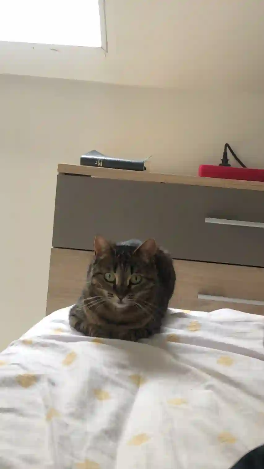 Chatte Perdue 91 Essonne - Shimy Chatte Perdue 91 Essonne - Shimy