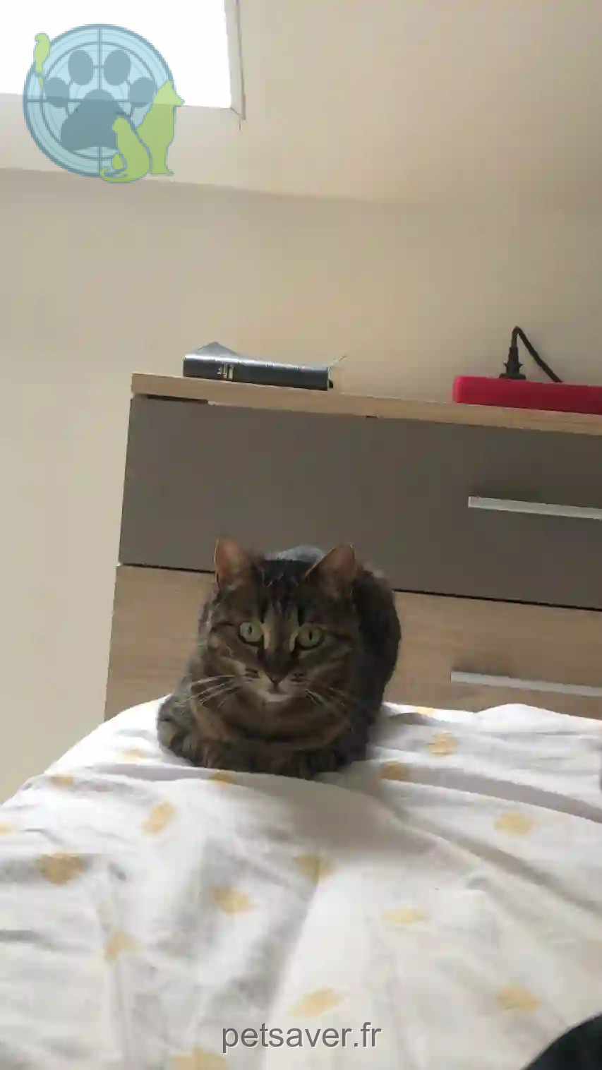 Chatte Perdue 91 Essonne - Shimy Chatte Perdue 91 Essonne - Shimy