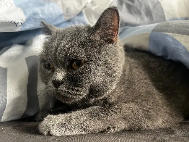 chatte lost   91240 Saint-Michel-sur-Orge Silver