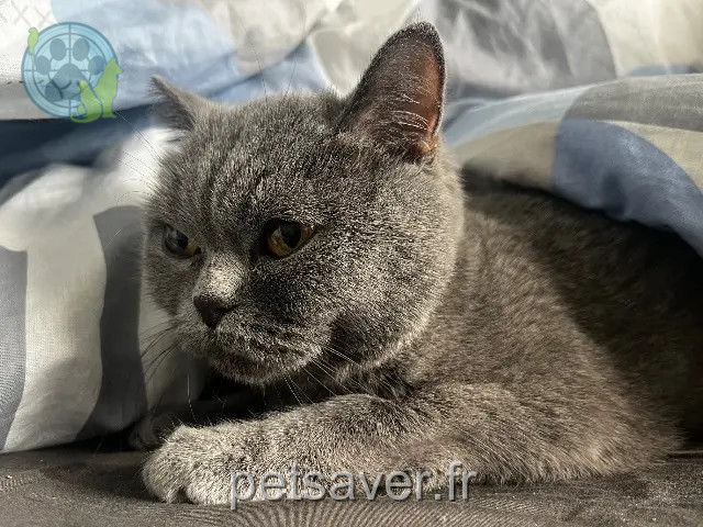 Katze vermisst 91240 Saint-Michel-sur-Orge Silver Katze lost 91240 Saint-Michel-sur-Orge Silver