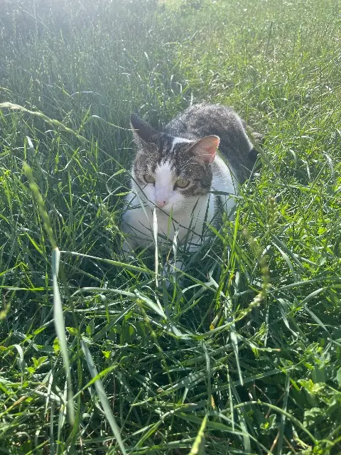 chatte lost   91100 Corbeil-Essonnes Sky