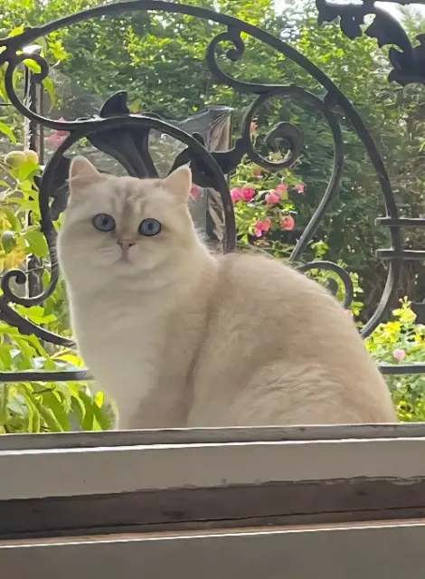 chatte lost   91600 Savigny-sur-Orge Snow