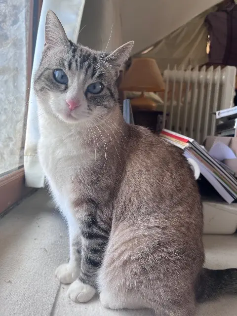chatte lost   91940 Gometz-le-Châtel Soul