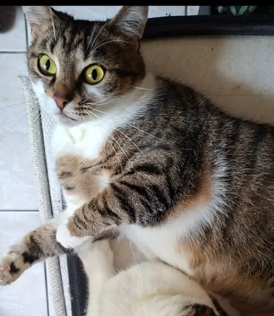 chatte lost   91600 Savigny-sur-Orge Stella