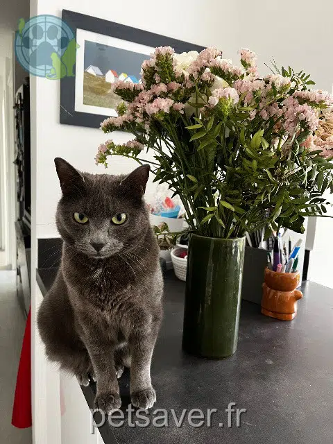 chatte lost   91370 Verrières-le-Buisson Suki