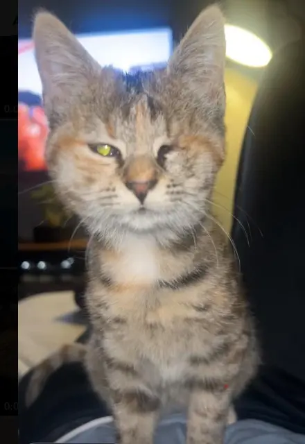 chatte lost    Évry-Courcouronnes Sushi